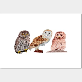 Trio of Owls Posters and Art